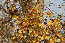 Strychnos nux-vomica in Kinnarsani WS, AP W IMG 6021.jpg