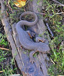 Taricha granulosa (Rough-skinned newt).JPG
