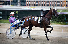 Vienna - Trotting racer at the Krieau - 6602.jpg