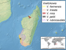 Voeltzkowia sp. distribution.png