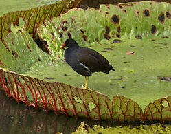 Gallinula chloropus pyrrhorrhoa Mauritius.jpg