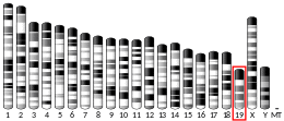 Chromosome 19 (mouse)