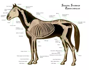 Diagram of a horse skeleton with major parts labeled.