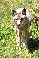 Canis latrans PO.jpg