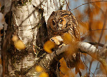 Asio otus 1 (Martin Mecnarowski).jpg