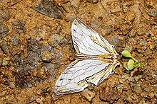 Cyrestis thyodamas-Silent Valley-2018-09-29-001.jpg
