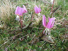 Dent-de-chien.JPG