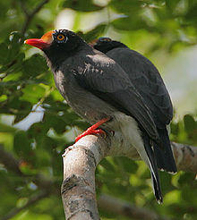 Flickr - Rainbirder - Chestnut-fronted Helmet-Shrikes (Prionops scopifrons kirki) (cropped).jpg