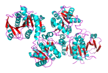 GlycogenSyn Wiki.png