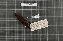 Naturalis Biodiversity Center - RMNH.AVES.160468 1 - Lagonosticta landanae Sharpe, 1890 - Estrildidae - bird skin specimen.jpeg