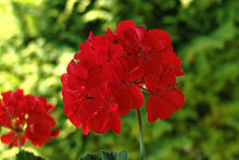 Pelargonium flower.jpg