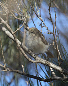 Slaty-backed Thornbill - Christopher Watson.jpg