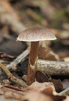 Cortinarius flexipes LC0111.jpg