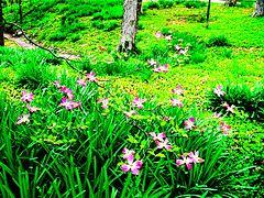 Jerry Clegg gardens.jpg