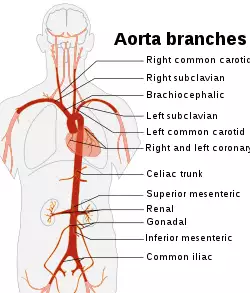 Aorta branches.svg