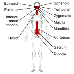 Irregular bones - anterior view - with legend.png