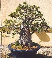Pjfigbonsai.jpg