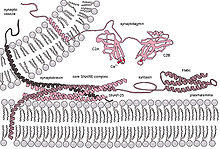 Exocytosis-machinery.jpg
