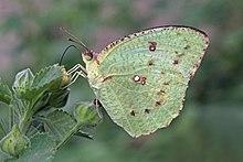 Mottled emigrant (Catopsilia pyranthe) female underside.jpg