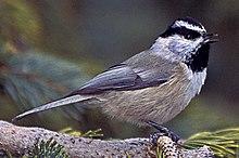 Mountain Chickadee, Santa Fe Ski Area (cropped).jpg