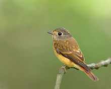 Muscicapa ferruginea -side-8 (2).jpg