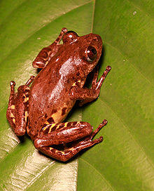 Phlyctimantis leonardi.jpg
