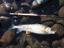 Prosopium williamsoni.jpg