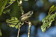 White-chinned Prinia - Kakamega Kenya 06 1467 (17320726175).jpg