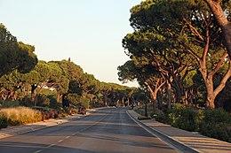 Trees along the way to the San Lorenzo Golf Course (36487142654).jpg