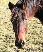 Ancient horse head.jpg