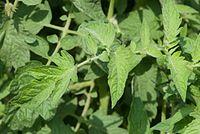 Healthy tomato leaves (7871755330).jpg
