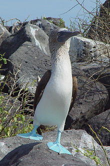 Blue-footed Booby (Sula nebouxii) -one leg raised.jpg