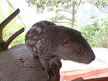 Dinomys branickii.JPG