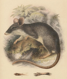 Echiothrix leucura.png