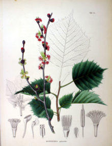 Euptelea polyandra SZ72.jpg