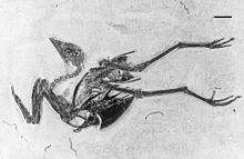 Gallinuloides wyomingensis.jpg