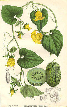 La Belgique horticole pl26 Thladiantha dubia.jpg