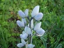 Lupinus albus flower.JPG