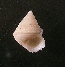Perrinia concinna 003.jpg