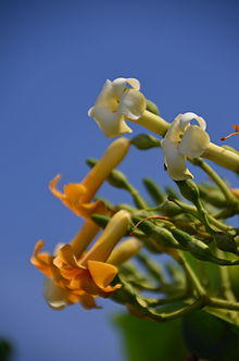 Pua kenikeni Fagraea berteriana a0002985.jpg