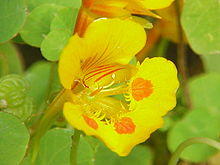 Tropaeolum minus2.jpg