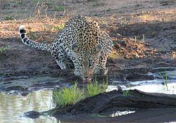 Leopard drinking 1 1.jpg