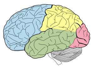 Lobes of the brain NL.svg