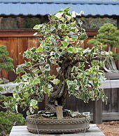 Ivy, GSBF-CN 141, September 12, 2008.jpg