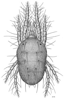 ACAR Tetranychidae Tetranychus urticae.png