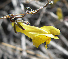 Antirrhinum filipes 3.jpg