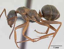 Formica cunicularia casent0173175 profile 1.jpg