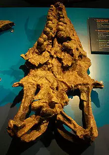 Globidens dakotensis.jpg