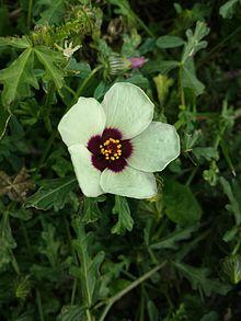 Hibiscus trionum (Flower-of-an-hour, or Bladder Hibiscus).jpg