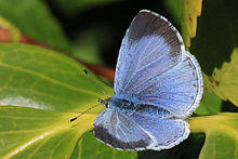 Holly blue butterfly (Celastrina argiolus) female.jpg